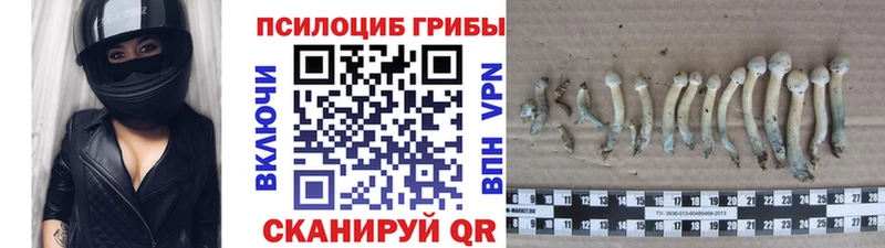 Псилоцибиновые грибы мицелий закладки Щёлково